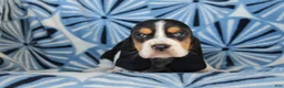Basset Hound dogs for sale: Mr. Winchester - Ad 2