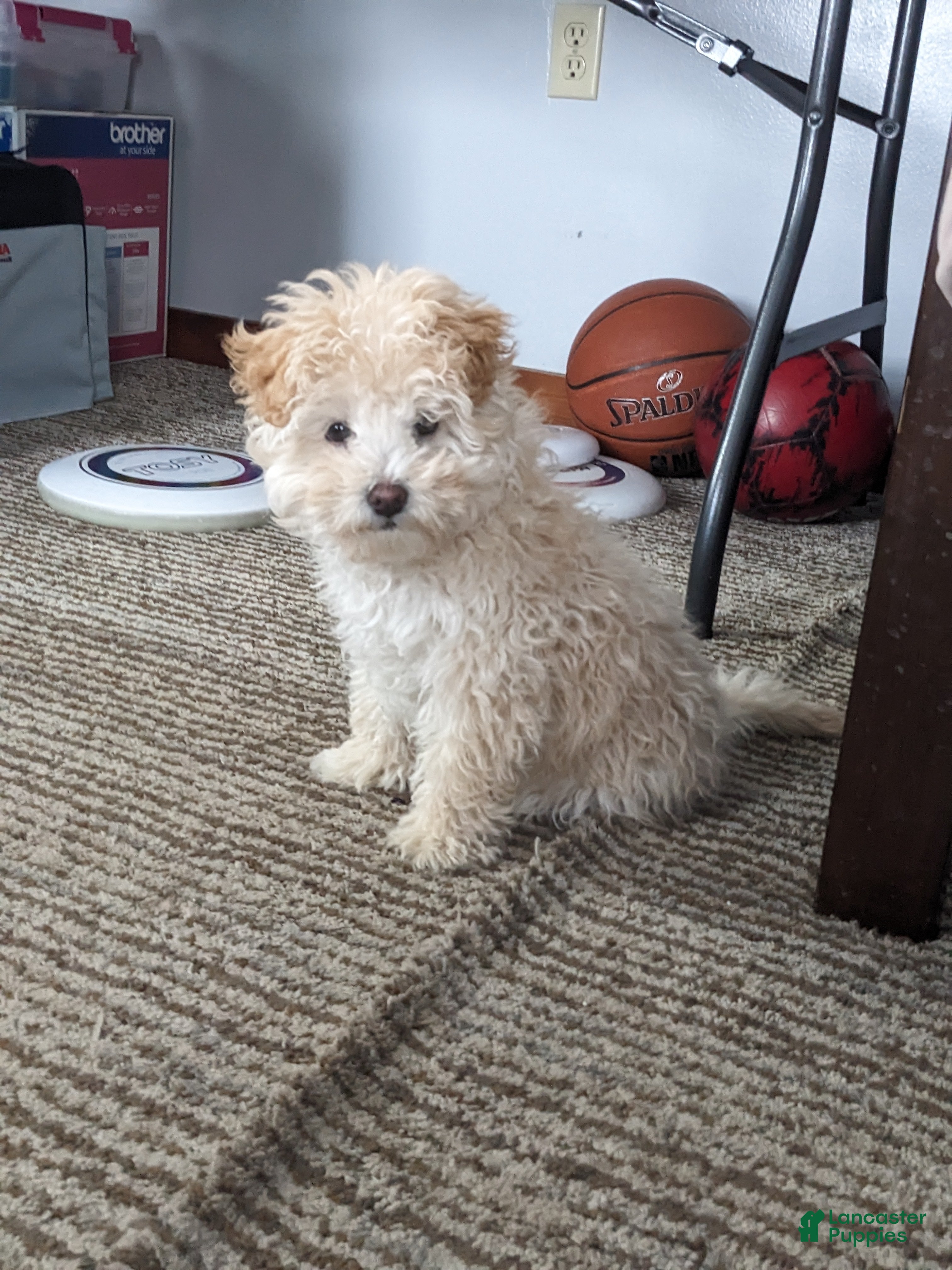 Mini Bernedoodle dogs Aurora "Rory" - Ad 24