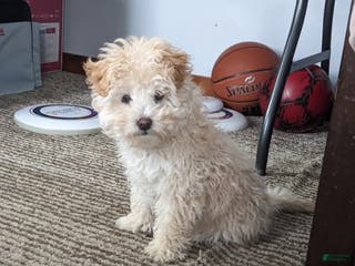 Mini Bernedoodle dogs Aurora "Rory" - Ad 24