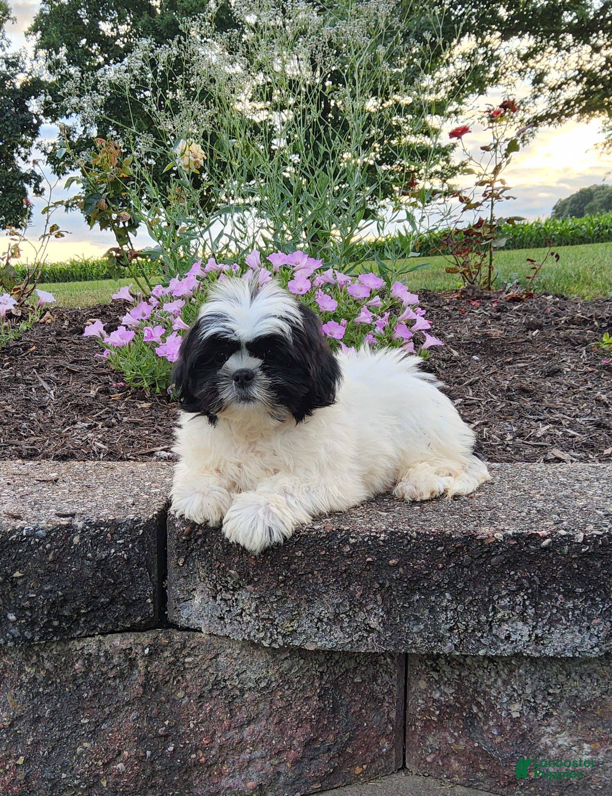 Shih Tzu dogs Theo - Ad 2