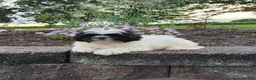 Shih Tzu dogs for sale: Theo - Ad 2