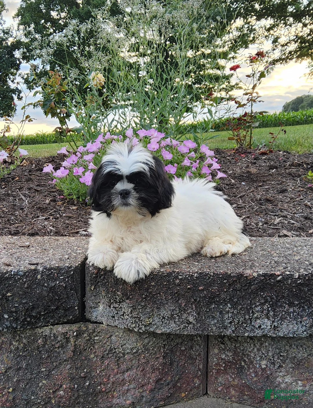 Shih Tzu dogs for sale: Theo - Ad 2
