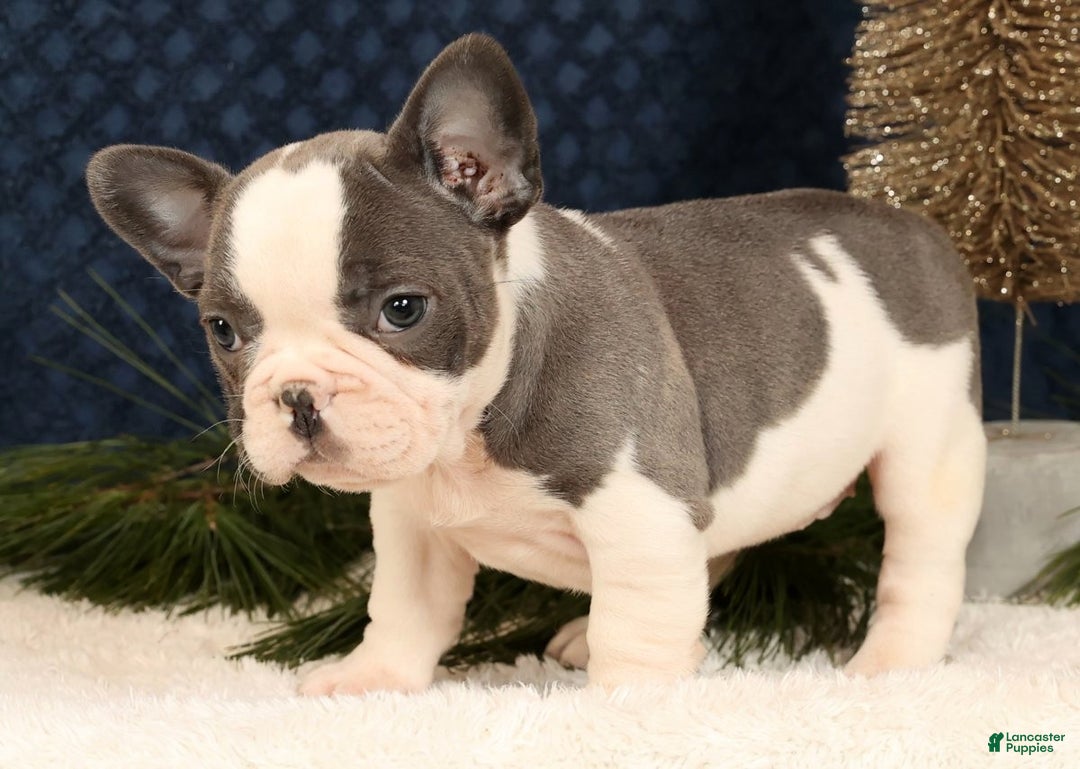 French Bulldog dogs for sale: Julia - Ad 3