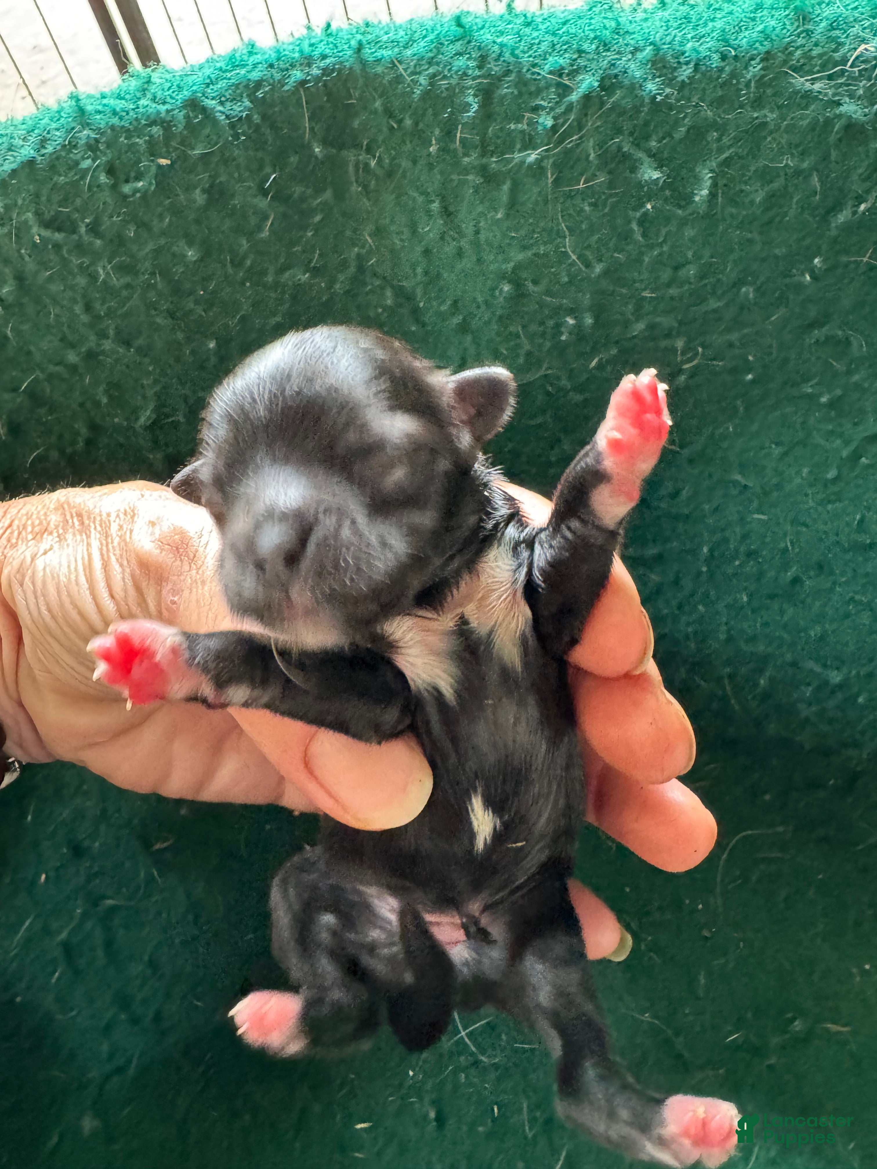 Shih Tzu dogs for sale: Shih Tzu 3 - Ad 2
