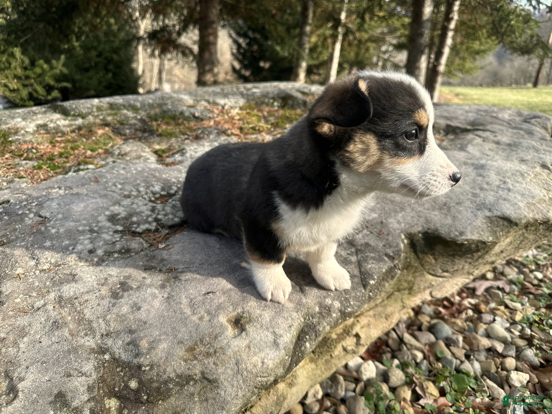 Welsh Corgi Pembroke dogs for sale: Banner - Ad 8