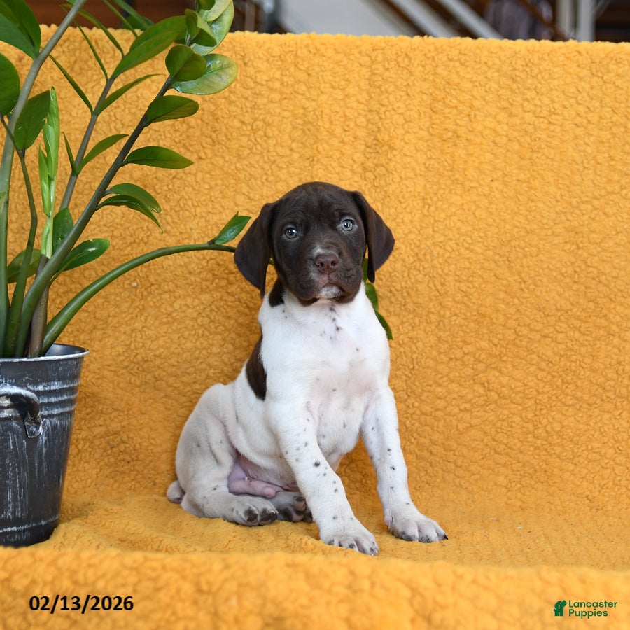 German Shorthaired Pointer dogs Baxter - Ad 2