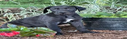 Great Dane dogs for sale: Pam Great Dane  - Ad 13