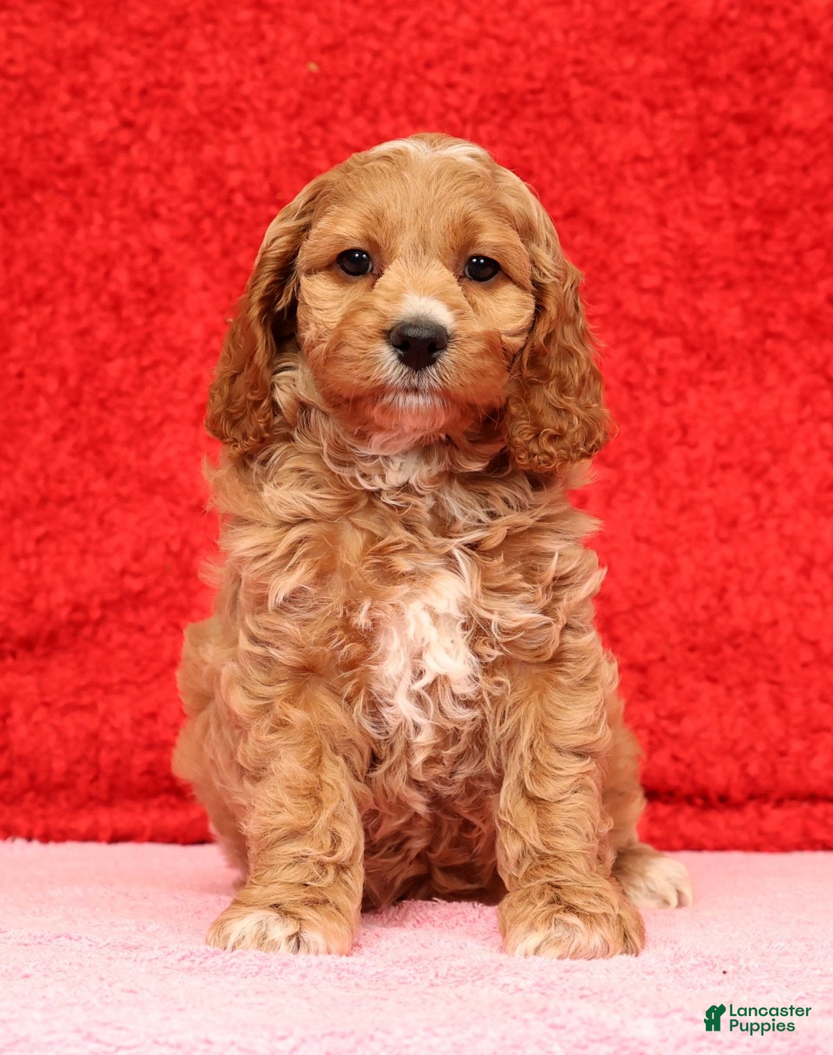 Cockapoo dogs Omah - Ad 3