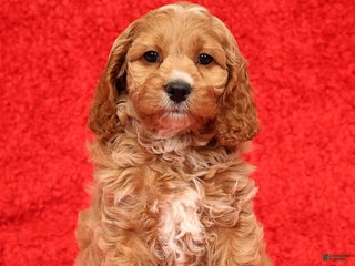 Cockapoo dogs Omah - Ad 3