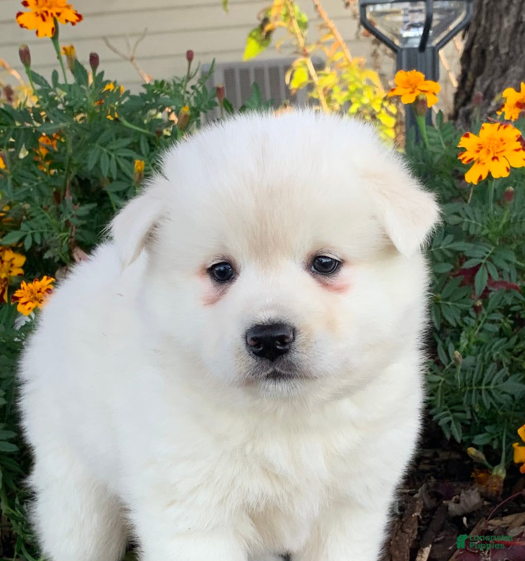 Alaskan Klee Kai dogs for sale: Winter~ Gorgeous Loving Boy~!!! - Ad 12