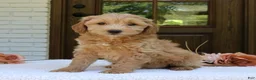 Mini Goldendoodle dogs for sale: Tessa  - Ad 3