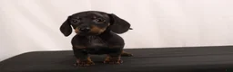 Dachshund dogs for sale: Lenard - Ad 7