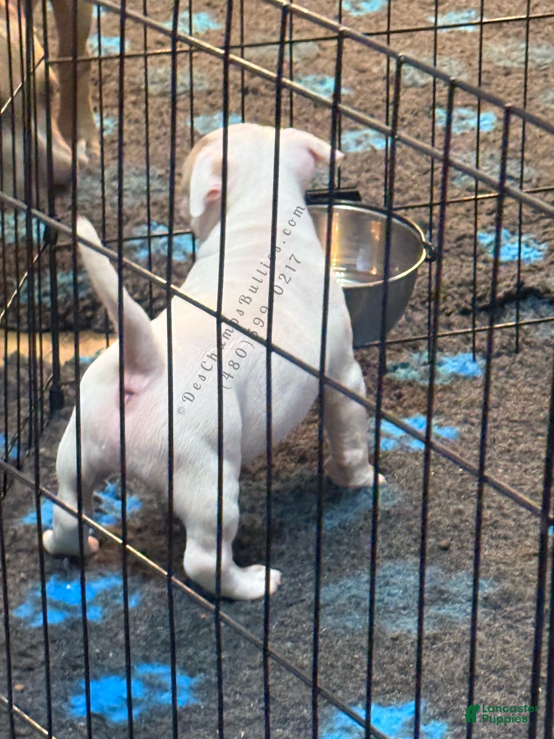 American Bully dogs for sale: American Bully Puppy 1 - Ad 2