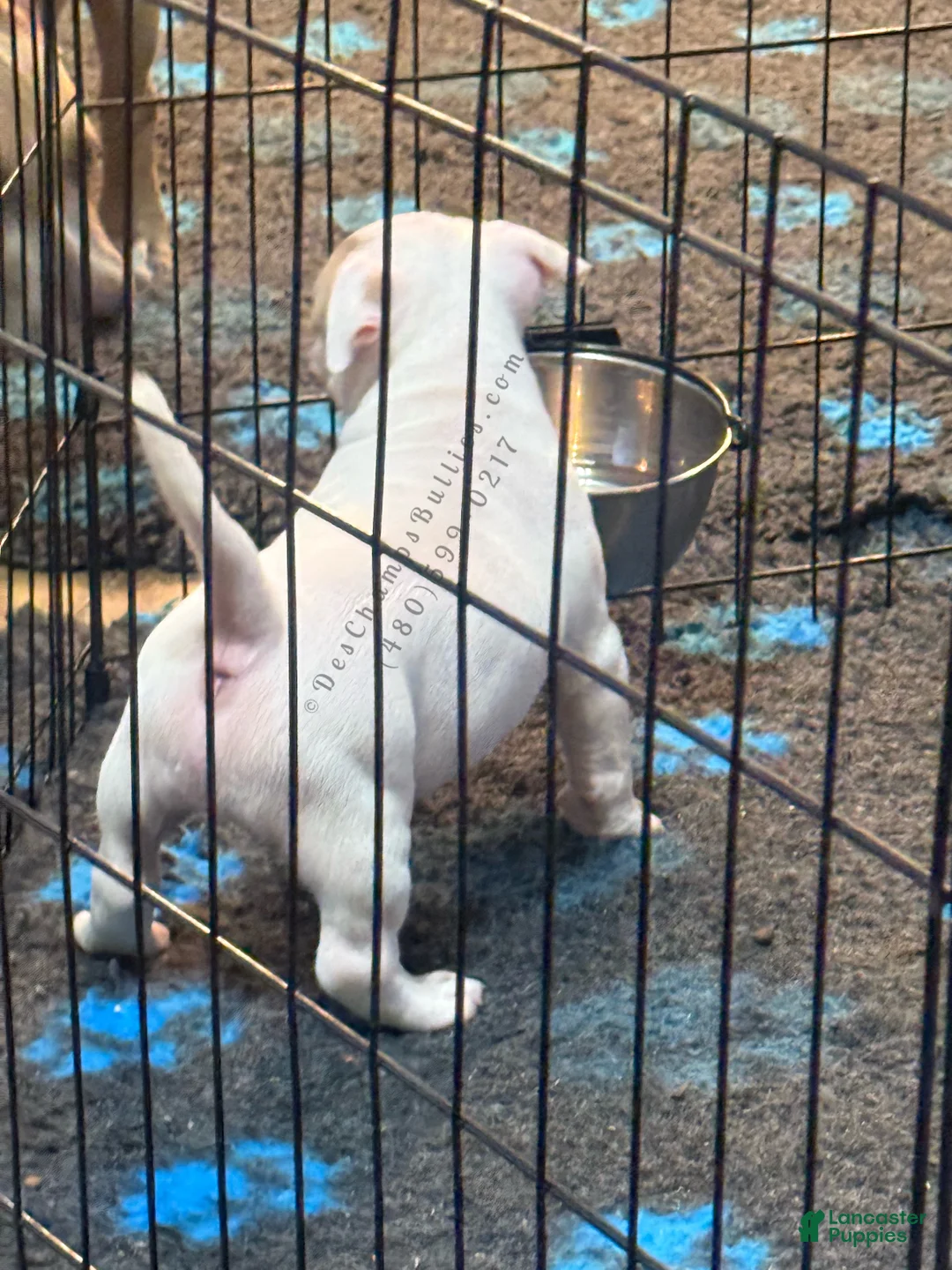 American Bully dogs for sale: American Bully Puppy 1 - Ad 6