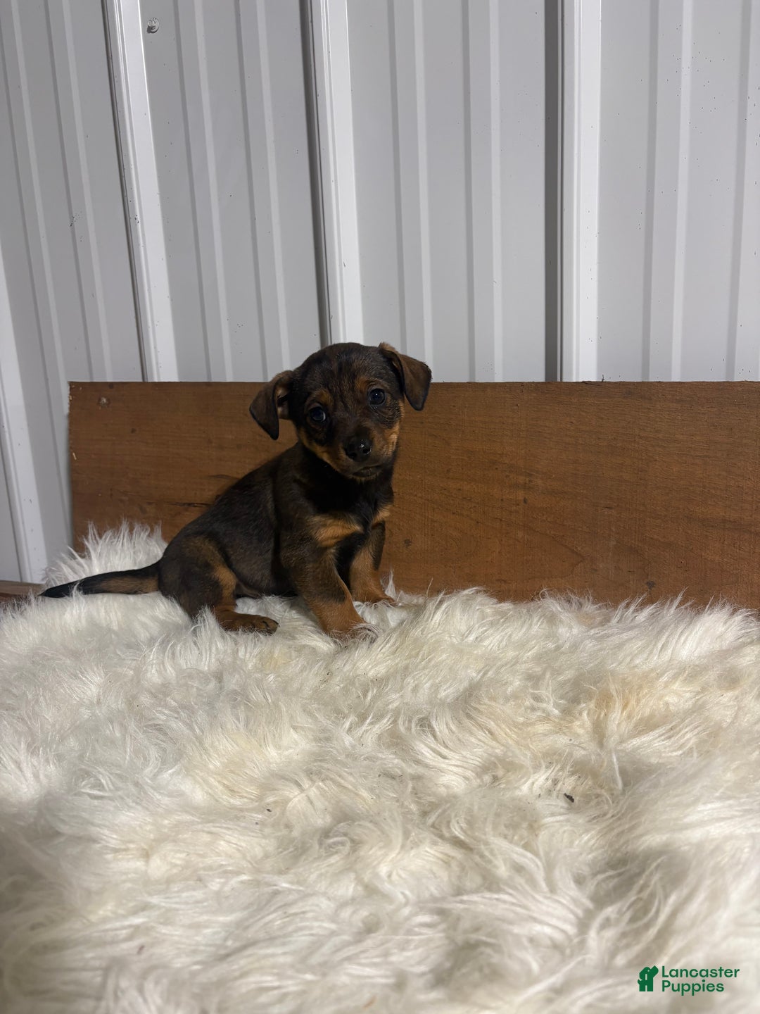 Mixed Breed dogs for sale: Mixed Breed Puppy 2 - Ad 1