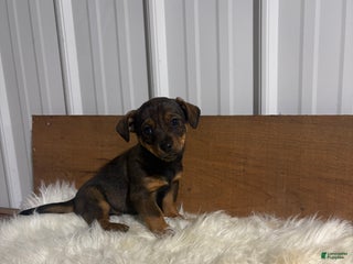 Mixed Breed dogs Mixed Breed Puppy 2 - Ad 19