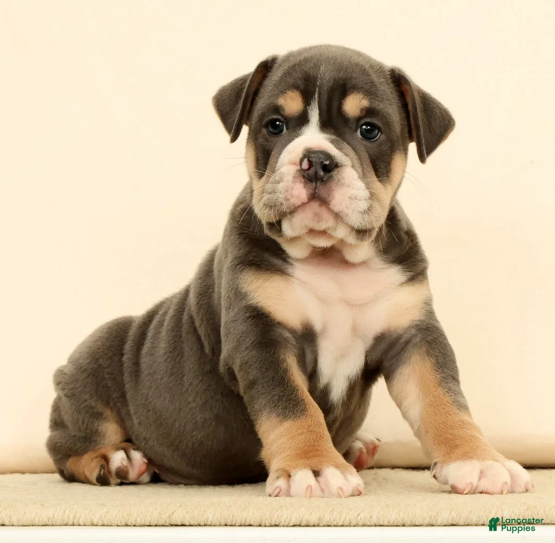 English Bulldog dogs for sale: Brutus - Ad 1