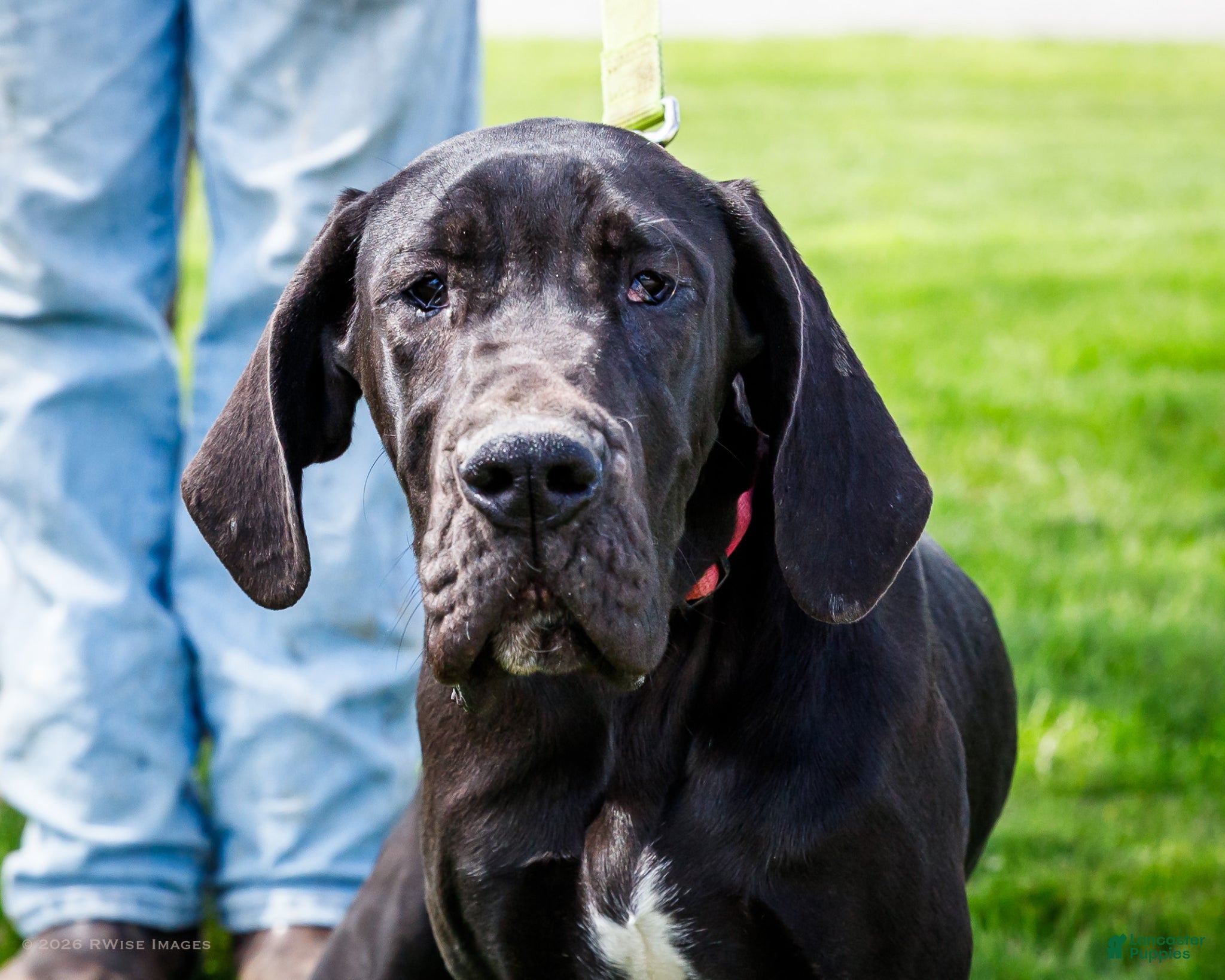 Great Dane dogs Carol - Ad 2