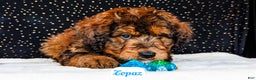 Bernedoodle dogs for sale: Topaz - Ad 2