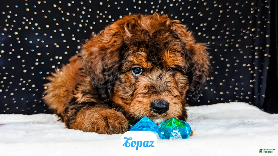 Bernedoodle dogs for sale: Topaz - Ad 2