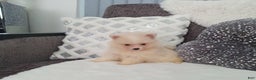 Pomeranian dogs for sale: James - Ad 13