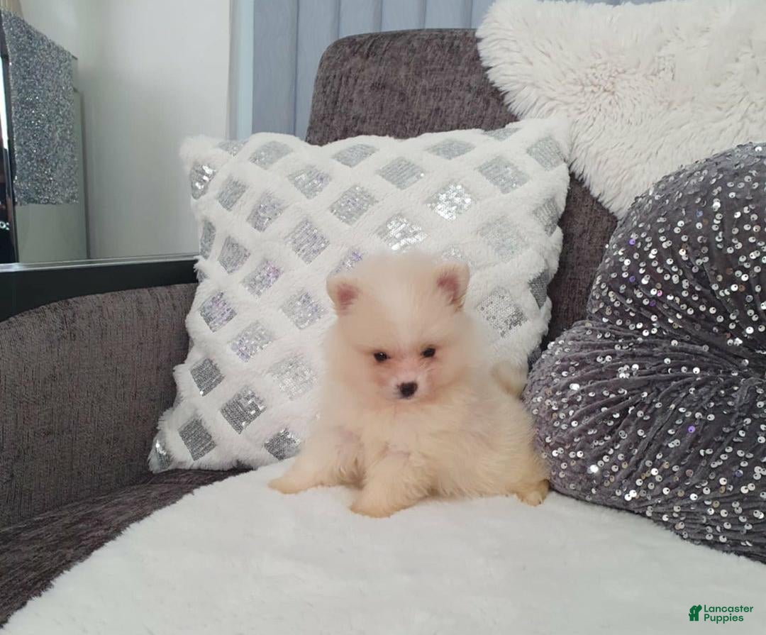 Pomeranian dogs for sale: James - Ad 13