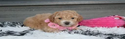Bichpoo dogs for sale: Kallista  - Ad 18