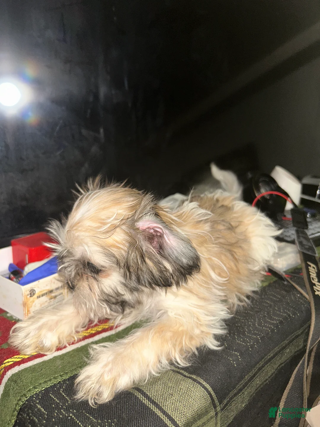 Malshi dogs for sale: Malshi Puppy 1 - Ad 3