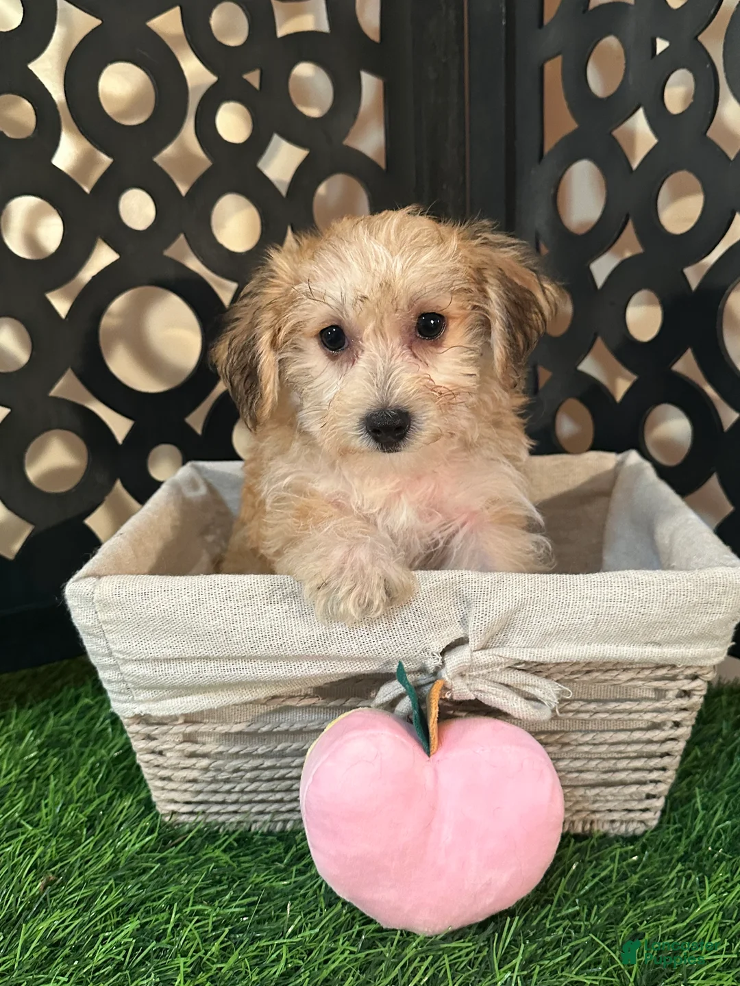 Yochon dogs for sale: Ariel Precious Female Yochon Puppy - Ad 2