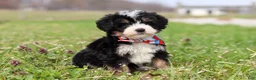 Mini Bernedoodle dogs for sale: Tyler - Ad 1