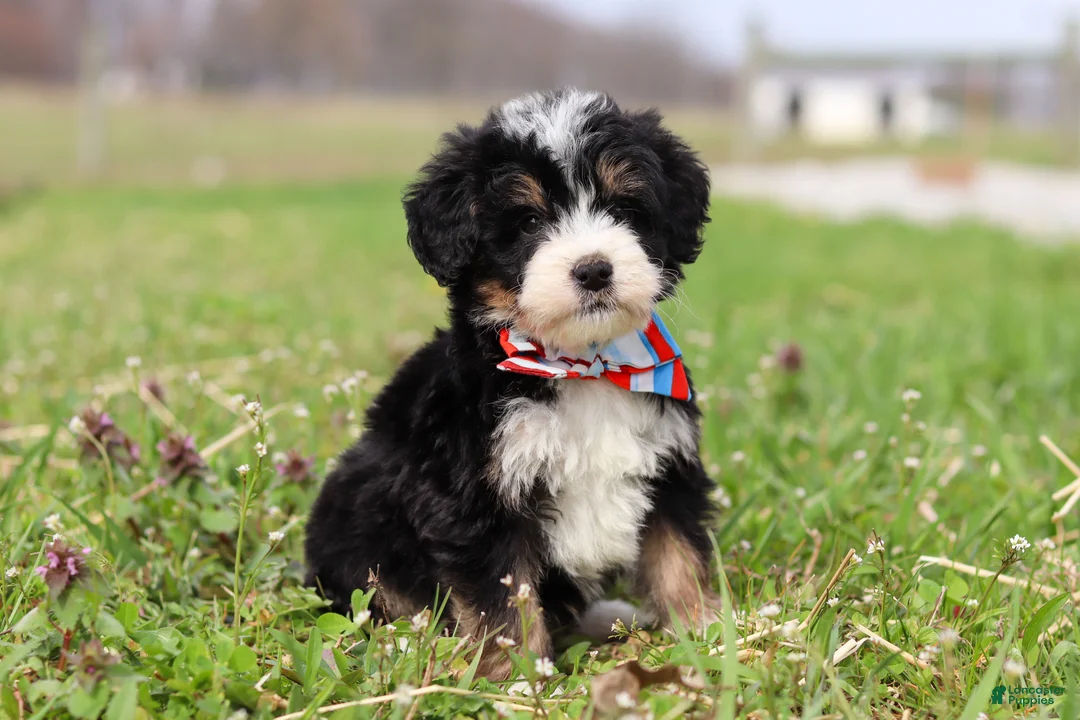 Mini Bernedoodle dogs for sale: Tyler - Ad 1