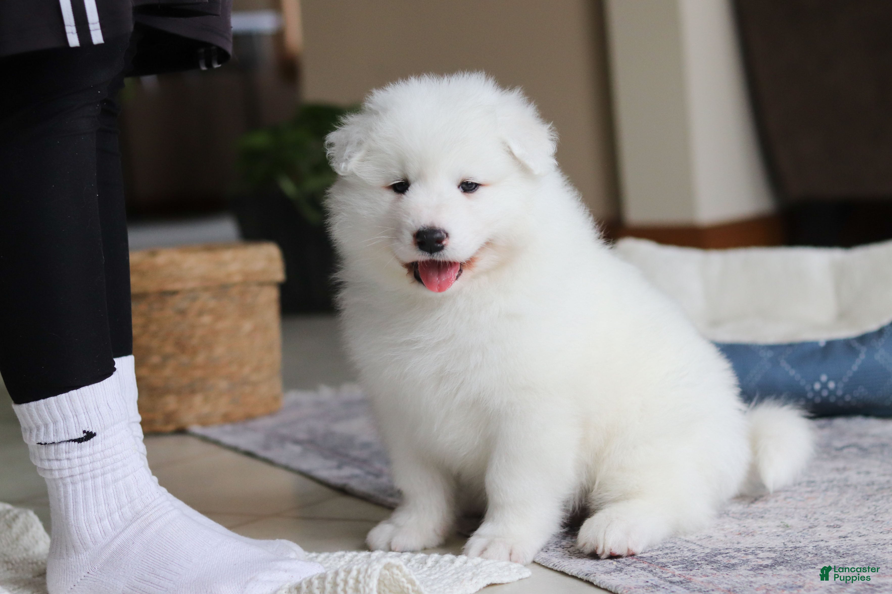 Samoyed dogs Hank - Ad 36