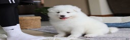 Samoyed dogs for sale: Hank - Ad 1