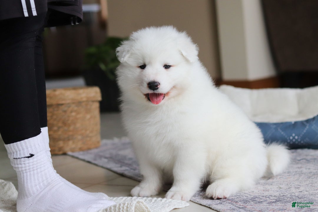 Samoyed dogs for sale: Hank - Ad 1