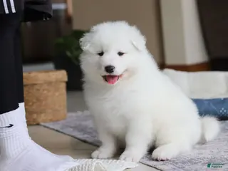 Samoyed dogs Hank - Ad 4
