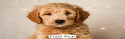 Goldendoodle dogs for sale: Pooh Bear - Ad 16