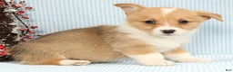 Welsh Corgi Pembroke dogs for sale: Wade - Ad 3