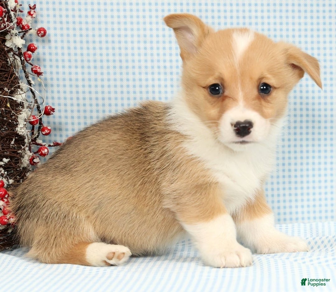 Welsh Corgi Pembroke dogs for sale: Wade - Ad 3