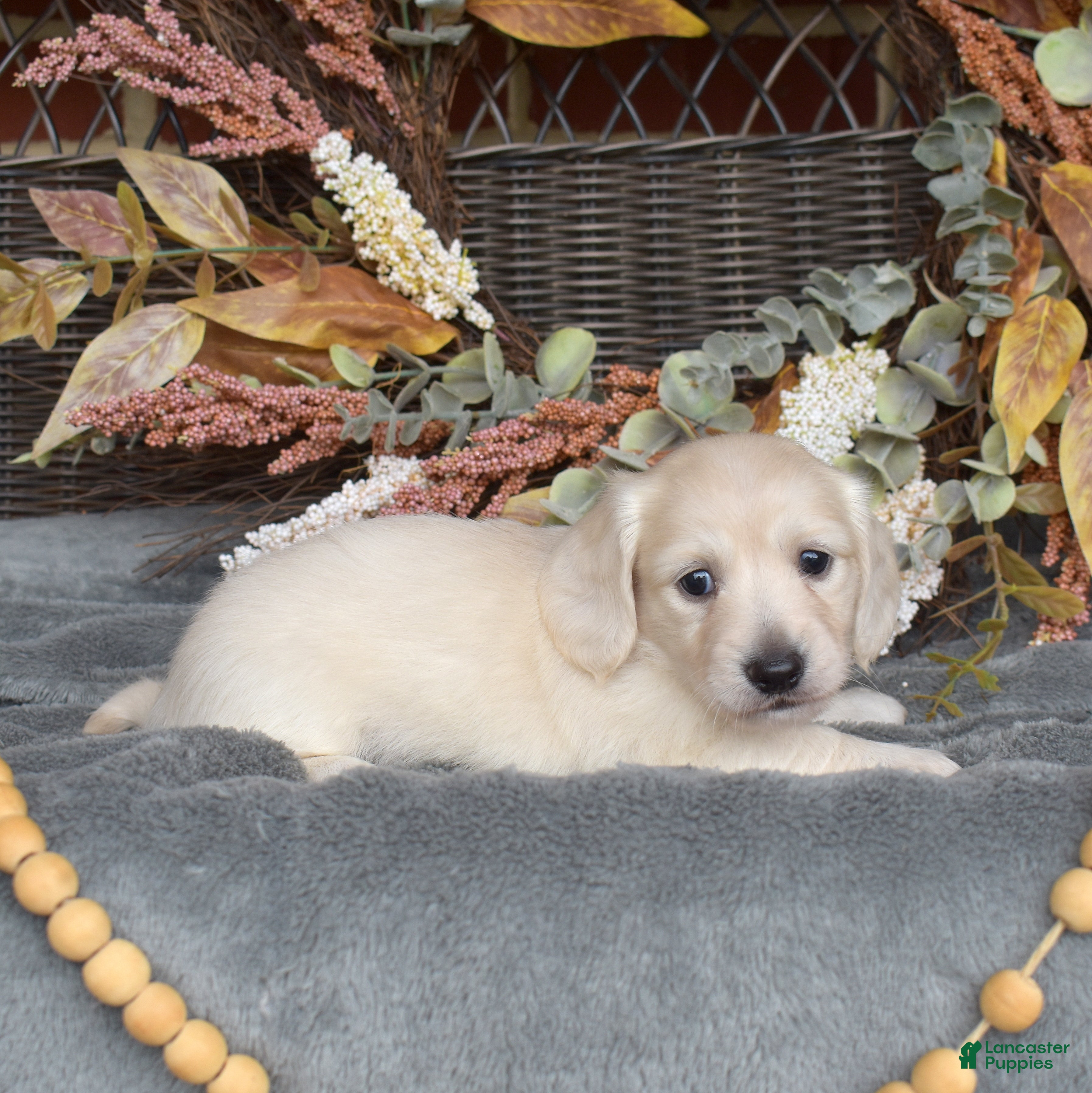 Miniature Dachshund dogs Blondie - Ad 1