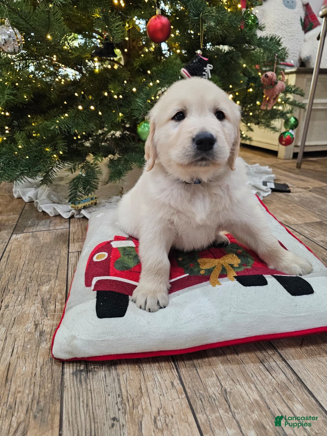 Golden Retriever dogs for sale: Golden Retriever Puppy 4 - Ad 73