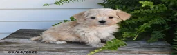 Morkie dogs for sale: Benji - Ad 5