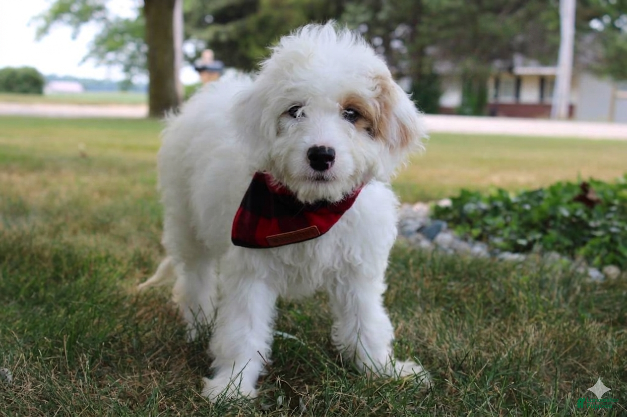 Mini Goldendoodle dogs Ria - Ad 2