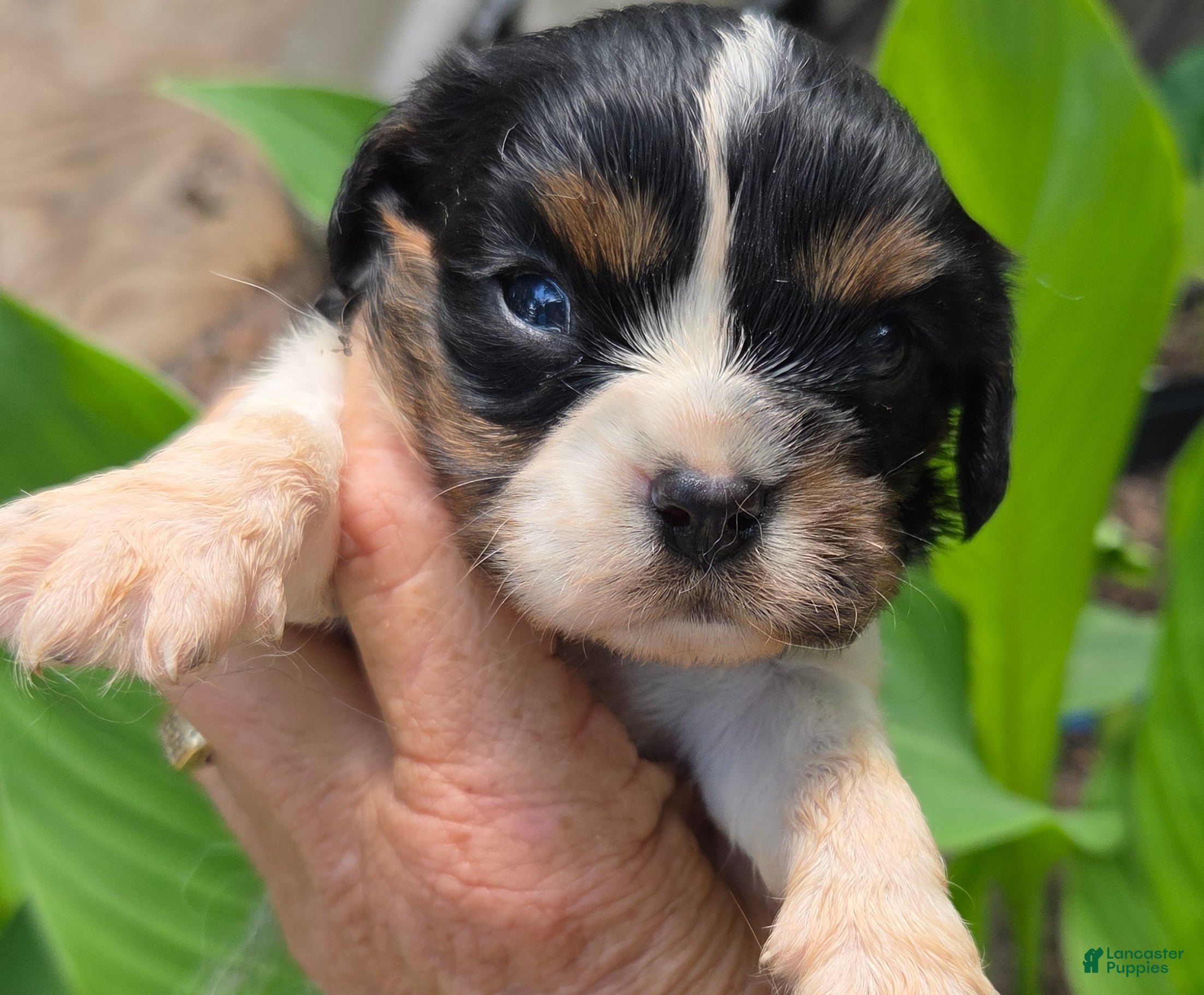 Cavalier King Charles Spaniel dogs Cavalier King Charles Spaniel Puppy 2 - Ad 2