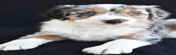 Mixed Breed dogs for sale: Austin - Ad 6