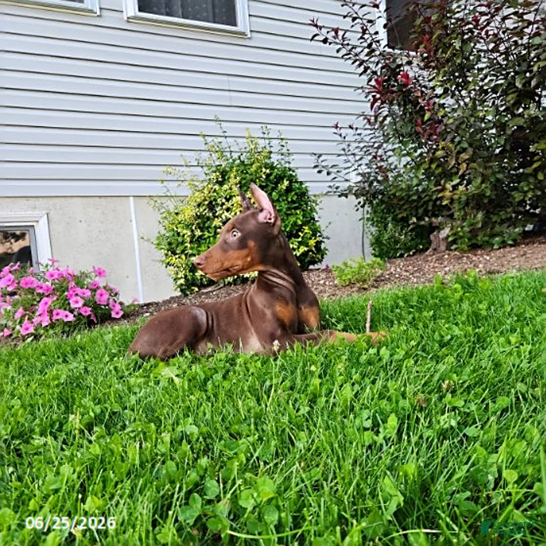Doberman Pinscher dogs for sale: Graham - Ad 2