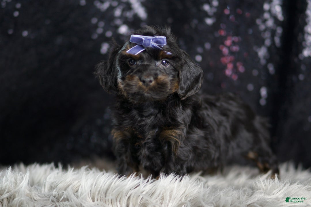 Yorkiepoo dogs for sale: Valentino - Ad 6