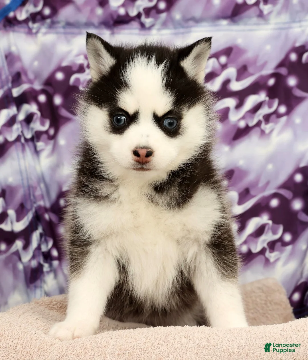 Pomsky dogs for sale: Tara - Ad 2