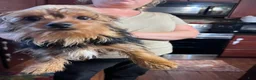 Yorkshire Terrier dogs for sale: Yorkshire Terrier Puppy 1 - Ad 3