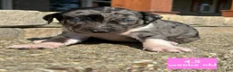 Catahoula Leopard Dog dogs for sale: Pinkie, Female - Ad 4