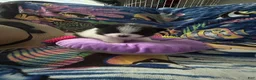 Pomeranian dogs for sale: Pomeranian Puppy 1 - Ad 9
